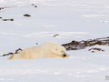 

Niedźwiedzie polarne budzą nasz respekt
i jednocześnie zachwyt.

Fot. Piotr Andryszczak


